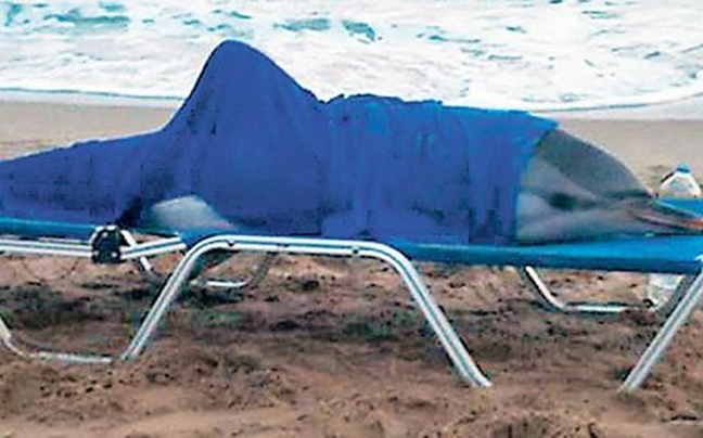 «Ανέστησαν» δελφίνι στο Ρέθυμνο
