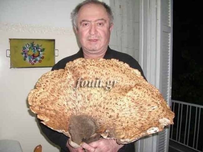 Giant mushroom found in Kastoria!