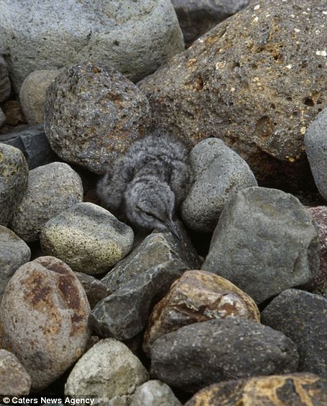 TEST: Μπορείς να διακρίνεις τα καμουφλαρισμένα ζώα στις φωτογραφίες  