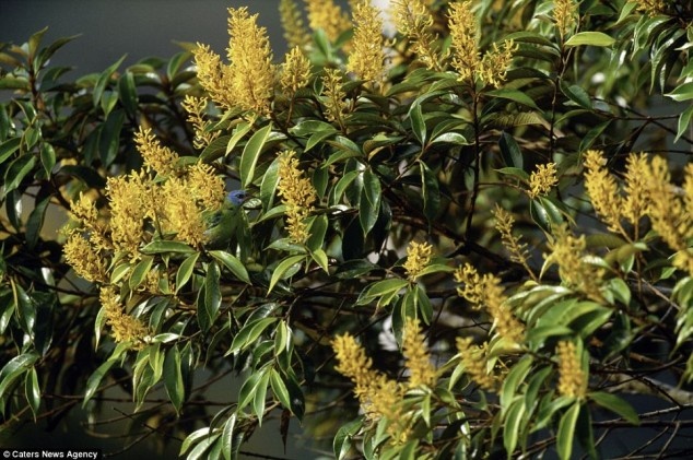 TEST: Μπορείς να διακρίνεις τα καμουφλαρισμένα ζώα στις φωτογραφίες  