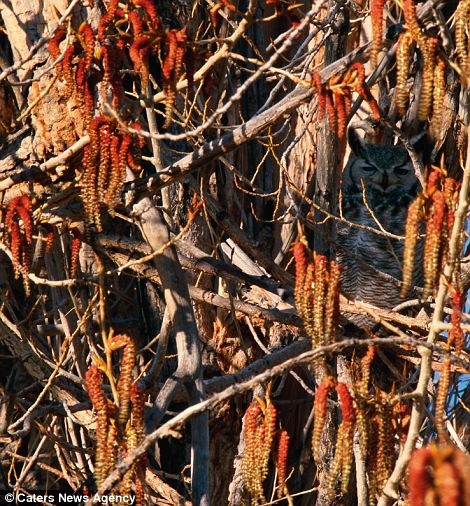 TEST: Μπορείς να διακρίνεις τα καμουφλαρισμένα ζώα στις φωτογραφίες  