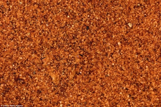 TEST: Μπορείς να διακρίνεις τα καμουφλαρισμένα ζώα στις φωτογραφίες  