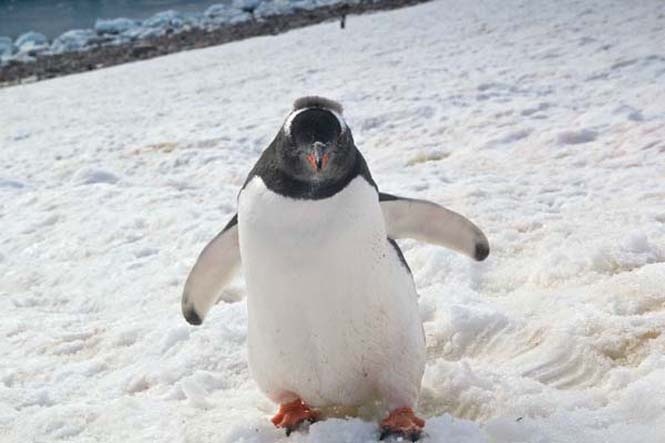 Φωτογράφιζε έναν παγετώνα, όταν ξαφνικά… (pics)