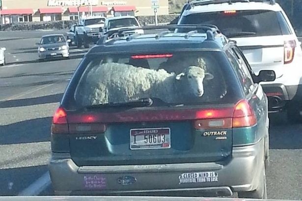 Σαρώνει στο διαδίκτυο: Δείτε τι είχε μέσα στο αυτοκίνητό του! (pic)