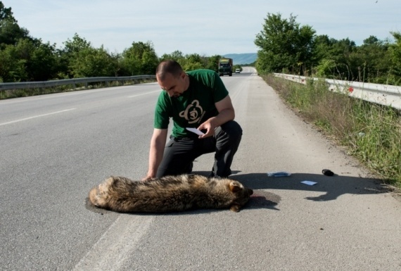 Νεκρός λύκος σε τροχαίο στο Αμύνταιο (pics)