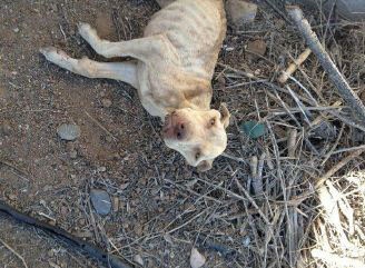 Δείτε τι το αρρωστημένο έκανε προκειμένου να κερδίσει πίσω την κοπέλα του