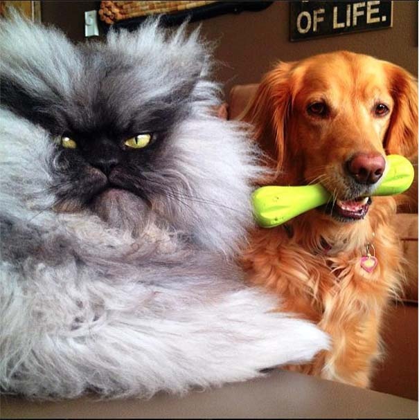 Colonel Meow: Ο πιο θυμωμένος γάτος στο Internet (pics)
