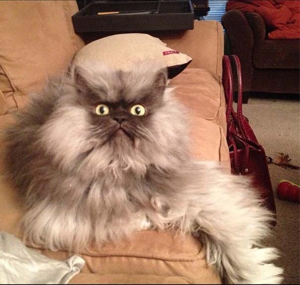 Colonel Meow: Ο πιο θυμωμένος γάτος στο Internet (pics)