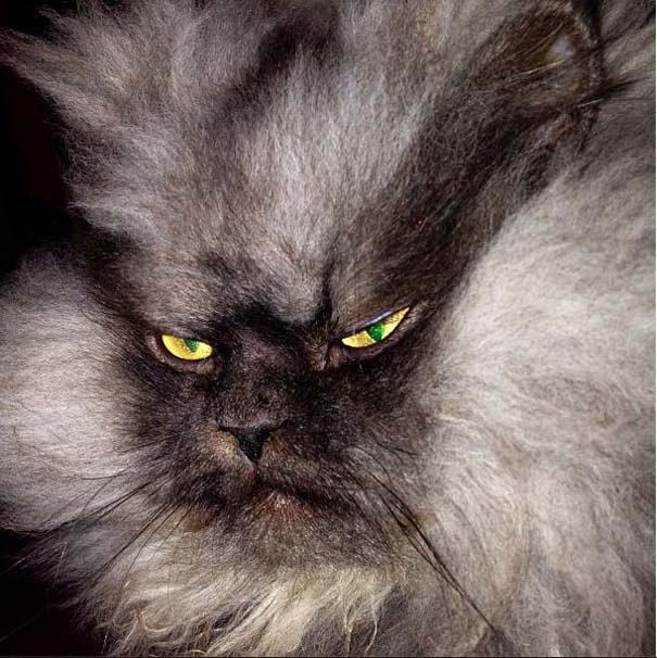 Colonel Meow: Ο πιο θυμωμένος γάτος στο Internet (pics)