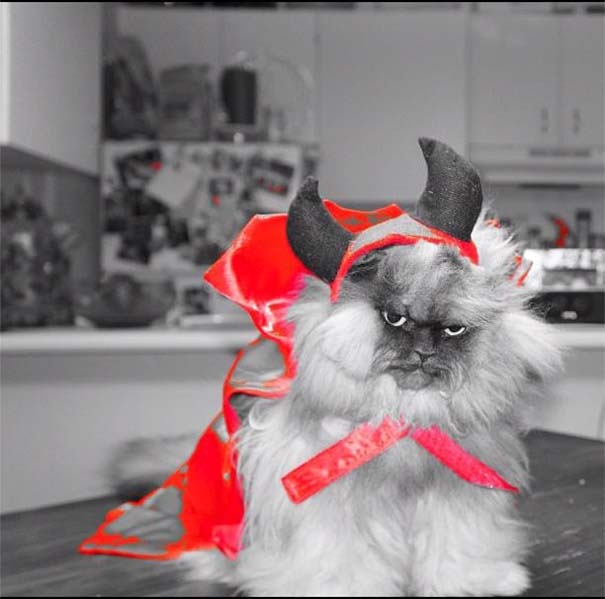 Colonel Meow: Ο πιο θυμωμένος γάτος στο Internet (pics)