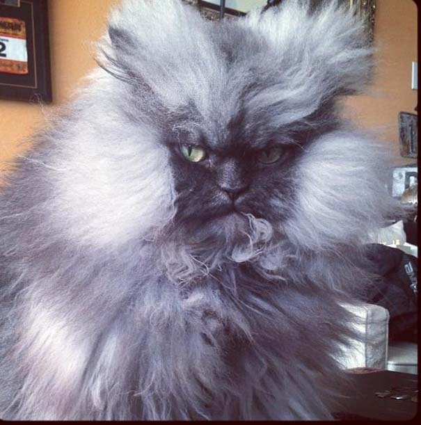 Colonel Meow: Ο πιο θυμωμένος γάτος στο Internet (pics)