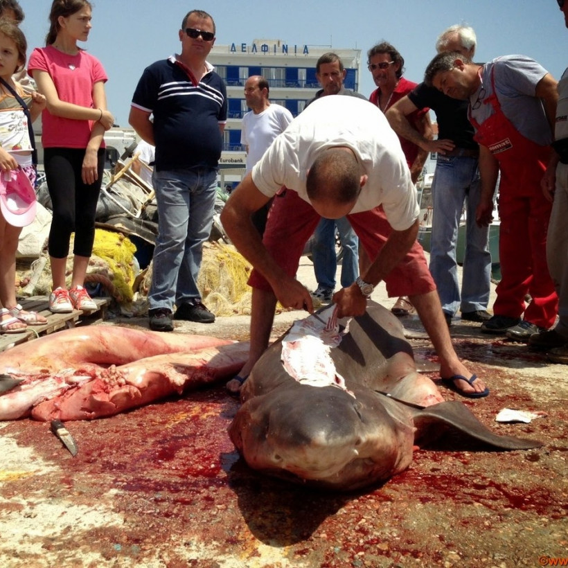 Απίστευτη ψαριά στην Τήνο... (pics)