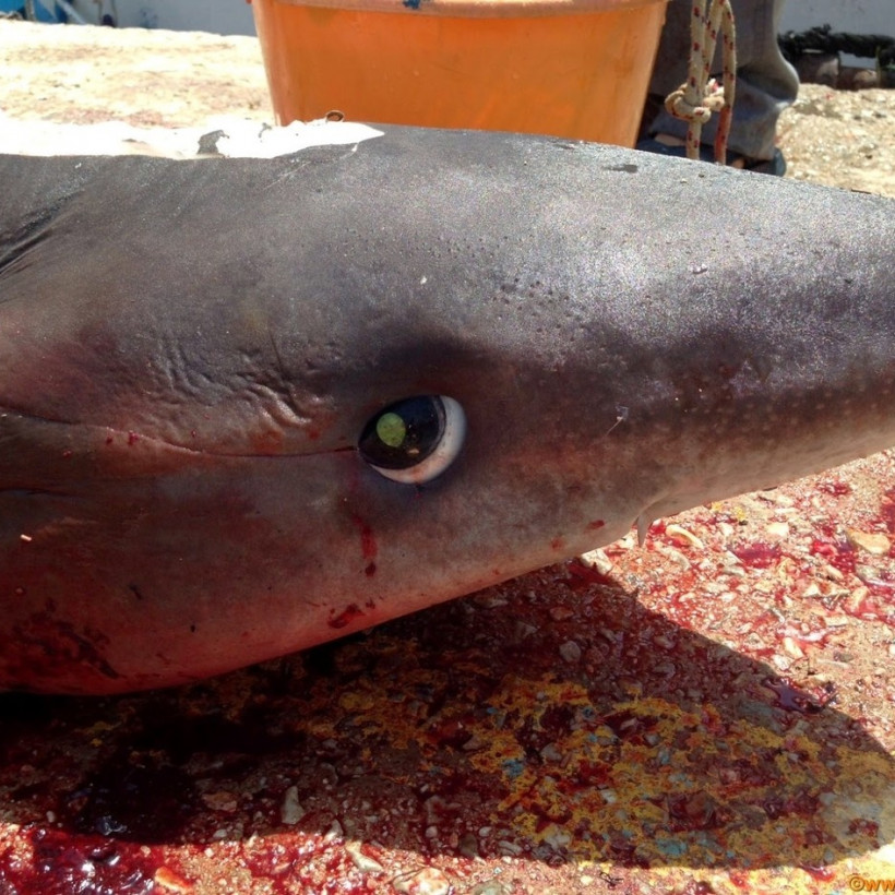 Απίστευτη ψαριά στην Τήνο... (pics)