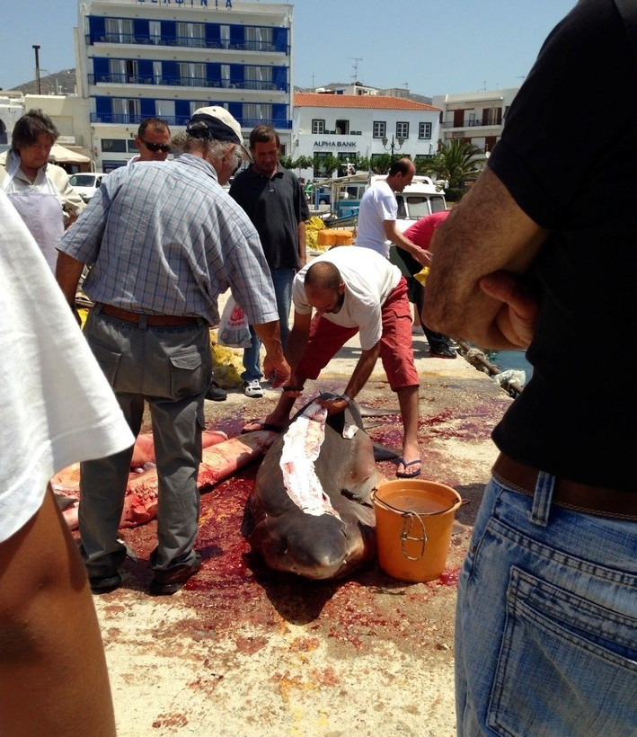 Απίστευτη ψαριά στην Τήνο... (pics)