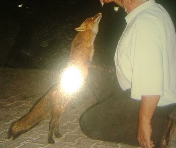 Φθιώτιδα: Μασκότ του χωριού μια... πονηρή αλεπού! (pics)