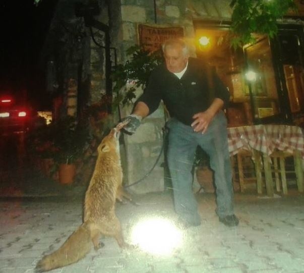 Φθιώτιδα: Μασκότ του χωριού μια... πονηρή αλεπού! (pics)