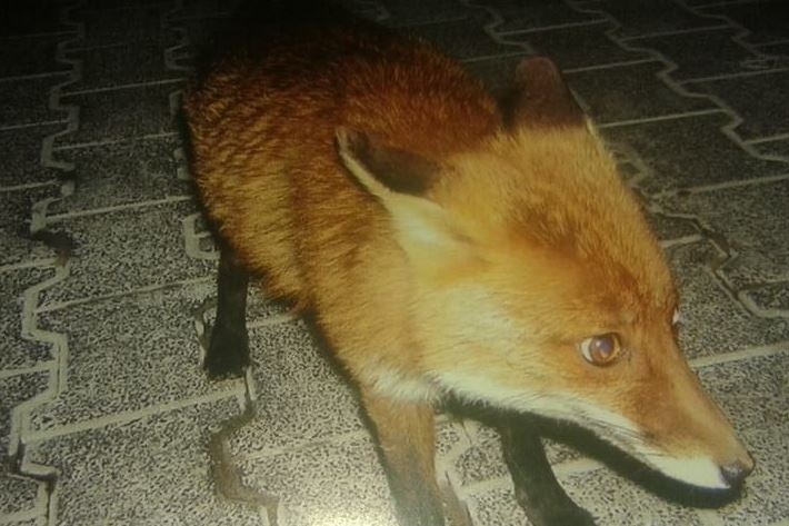 Φθιώτιδα: Μασκότ του χωριού μια... πονηρή αλεπού! (pics)