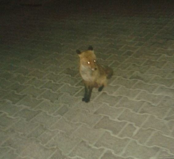 Φθιώτιδα: Μασκότ του χωριού μια... πονηρή αλεπού! (pics)