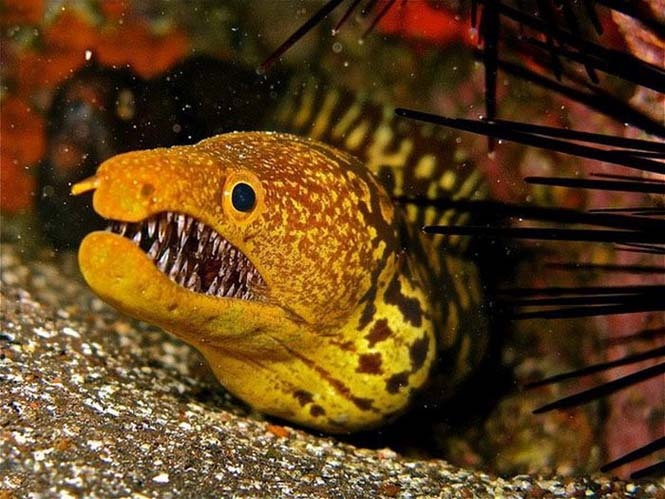 Σμέρνα βγαλμένη από εφιάλτη (pics)