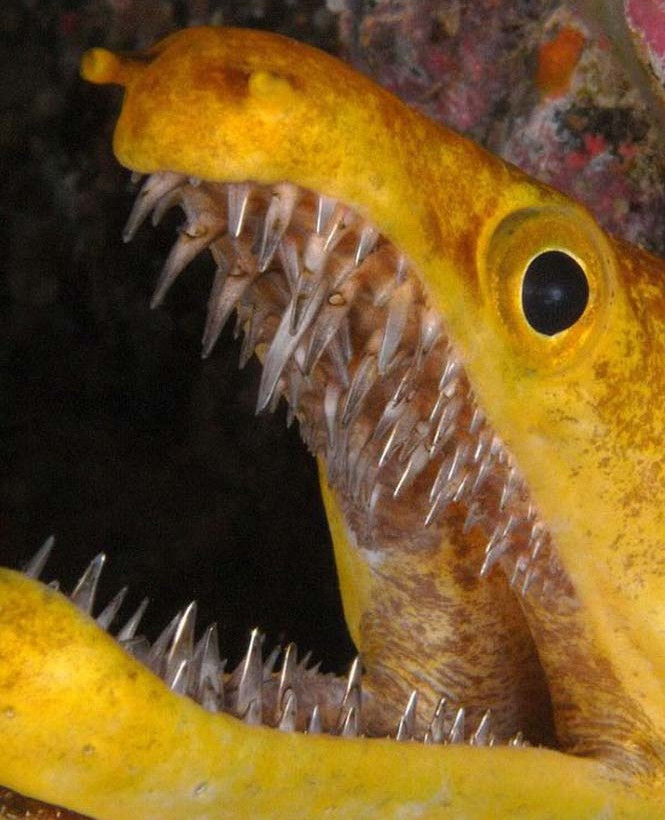 Σμέρνα βγαλμένη από εφιάλτη (pics)