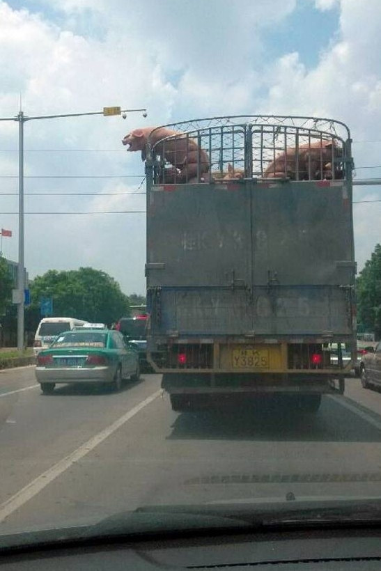 Αυτό το γουρούνι ποιος θα το... φάει; (pics)