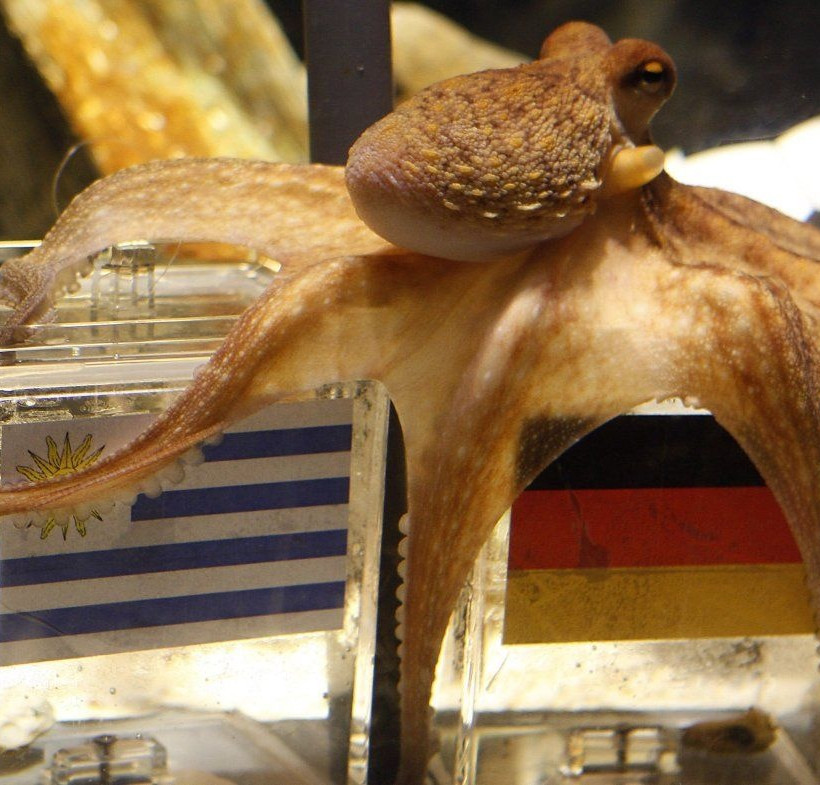 Μουντιάλ 2014: Έργα και... προβλέψεις του Πολ (pics+vids)