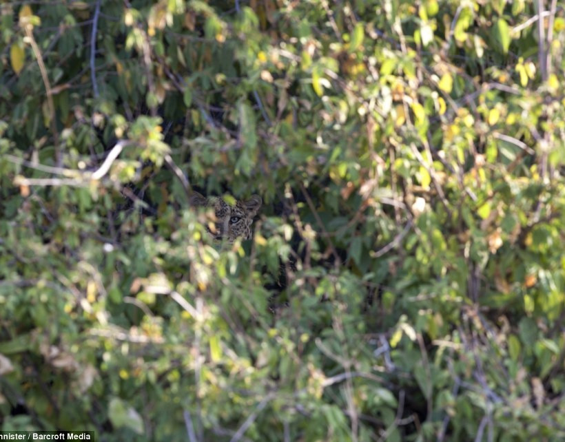 Εσείς μπορείτε να εντοπίσετε τις καμουφλαρισμένες λεοπαρδάλεις; (pics)