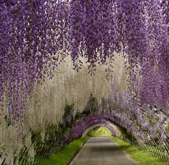 Kawachi Fuji Garden: Αυτός ο κήπος είναι ο παράδεισος επί γης 