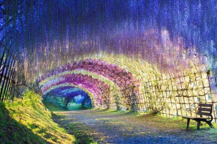 Kawachi Fuji Garden: Αυτός ο κήπος είναι ο παράδεισος επί γης 