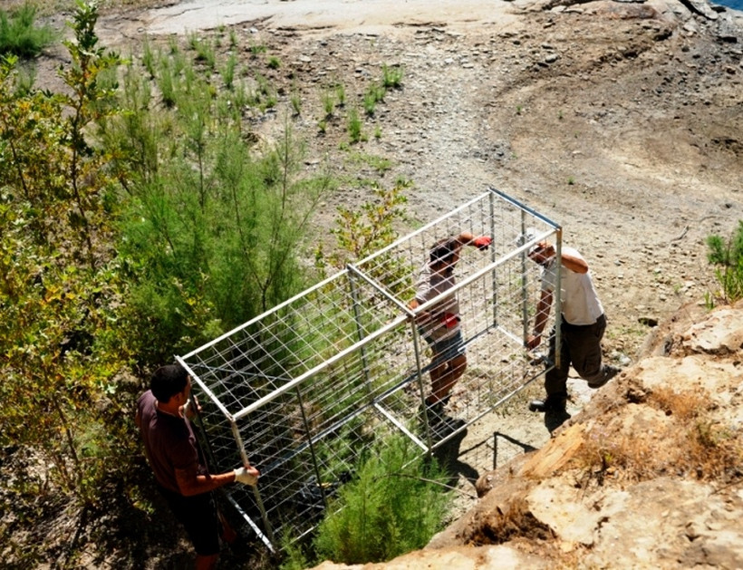 Crete: Operation to capture Sifis, the crocodile (photos)