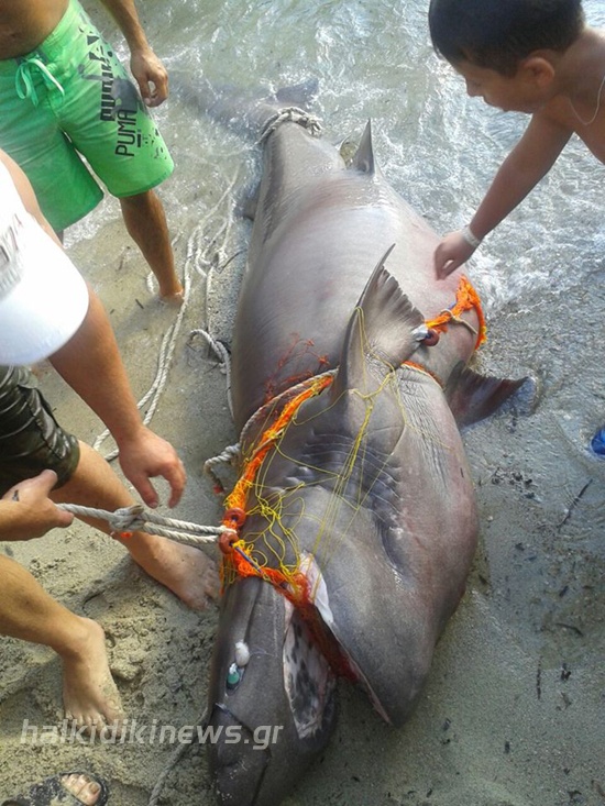 Χαλκιδική: Έπιασαν σκυλόψαρο 200 κιλών (pics)
