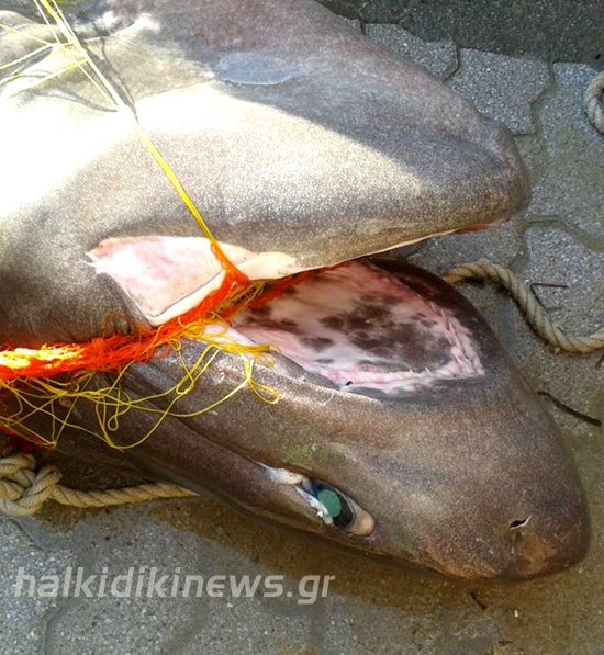 Χαλκιδική: Έπιασαν σκυλόψαρο 200 κιλών (pics)