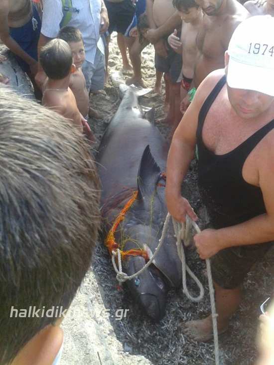 Χαλκιδική: Έπιασαν σκυλόψαρο 200 κιλών (pics)