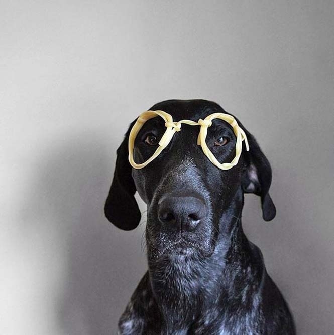 Δέκα απίστευτες φωτογραφίες με πρωταγωνιστή έναν σκύλο