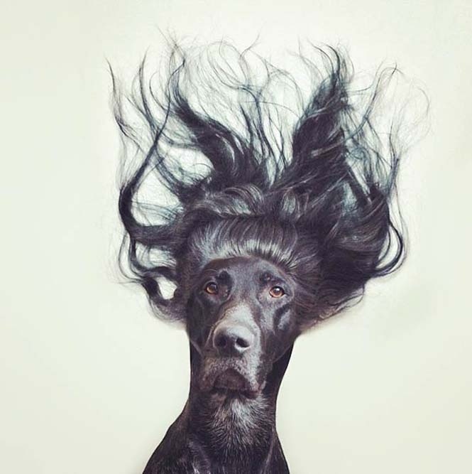 Δέκα απίστευτες φωτογραφίες με πρωταγωνιστή έναν σκύλο