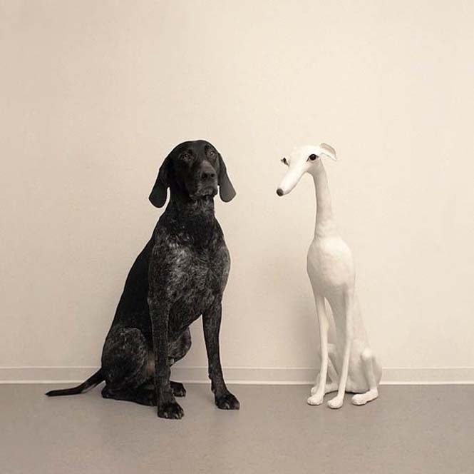 Δέκα απίστευτες φωτογραφίες με πρωταγωνιστή έναν σκύλο