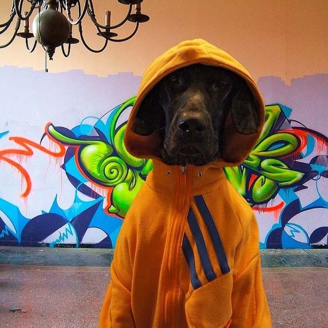 Δέκα απίστευτες φωτογραφίες με πρωταγωνιστή έναν σκύλο