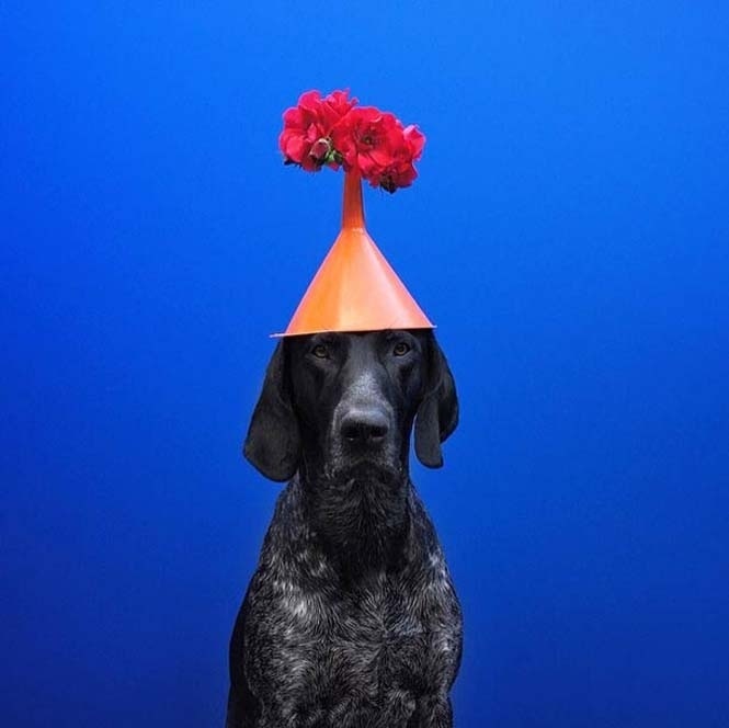 Δέκα απίστευτες φωτογραφίες με πρωταγωνιστή έναν σκύλο