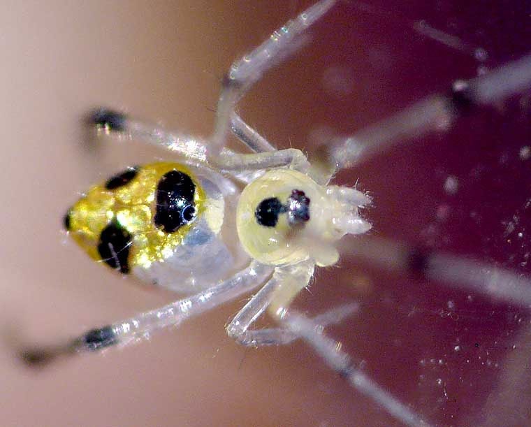 Οι πιο όμορφες αράχνες του κόσμου που λάμπουν! (pics)