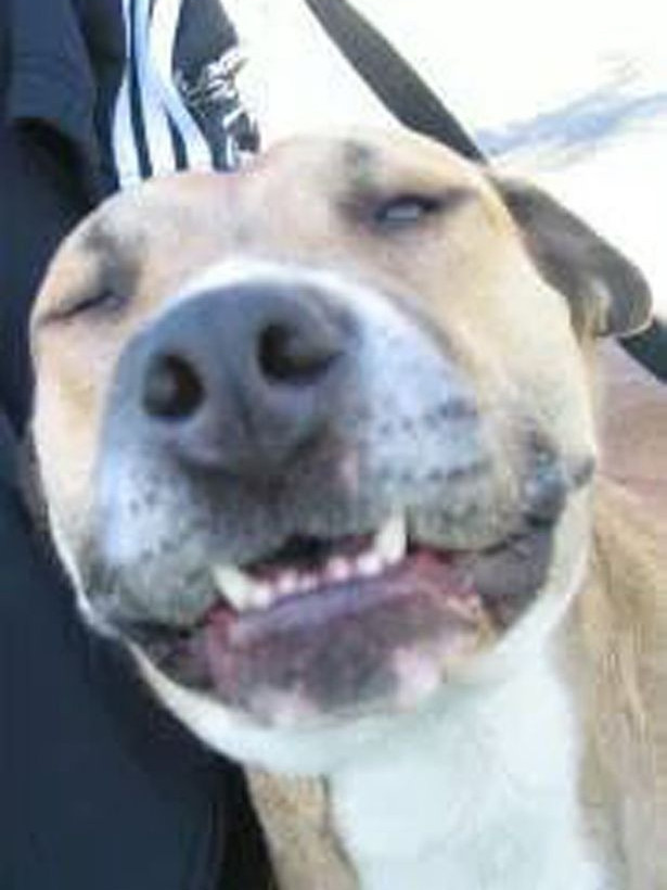 Φρίκη! Σκύλος επιτέθηκε σε παιδί (σκληρές εικόνες)