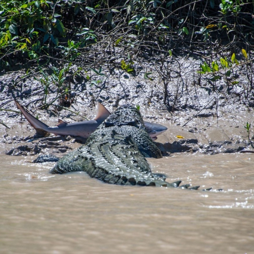 Καρχαρίας VS κροκόδειλου! Ποιος θα... νικήσει; (pics)