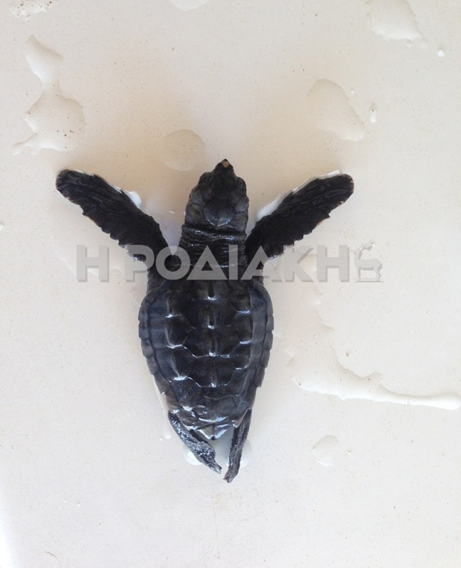 Έσωσαν νεογέννητη καρέτα-καρέτα στη Ρόδο! (pics)