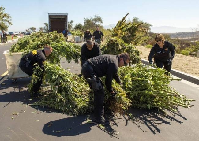Καλιφόρνια: Καλλιεργούσαν κάνναβη 5 εκ. δολαρίων σε δημόσιο πάρκο!