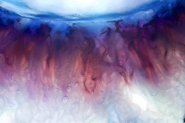 Γαλάζια μέδουσα: Όμορφη, αλλά θανατηφόρα