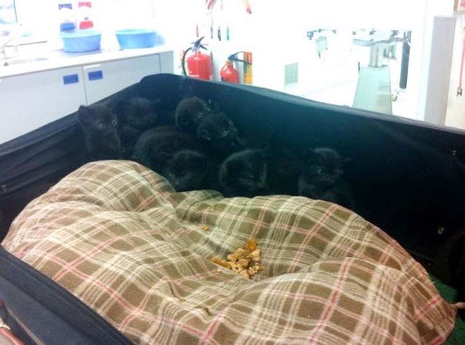 Δεν θα πιστέψετε τι περιείχε αυτή η βαλίτσα (pics)