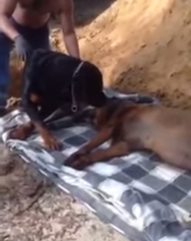 Συγκλονιστικό βίντεο: Σκύλος «θρηνεί» τον νεκρό αδερφό του... (pic+video)