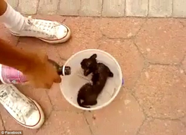 Facebook: Αρνήθηκε να κατεβάσει βίντεο με μία καμμένη γάτα (pics)