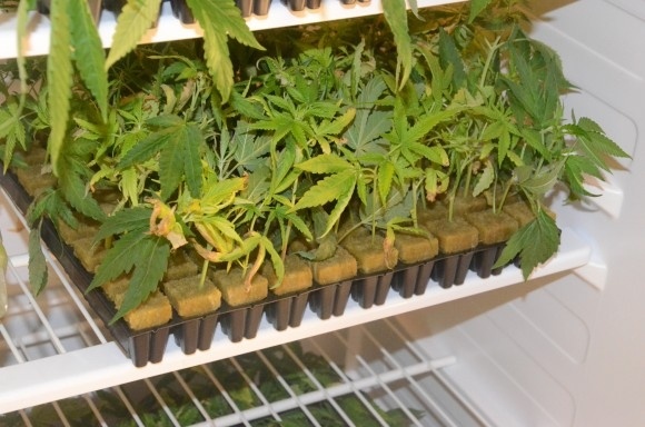 Νέο Φάληρο: Είχε μετατρέψει το σπίτι του σε εργαστήριο καλλιέργειας κάνναβης