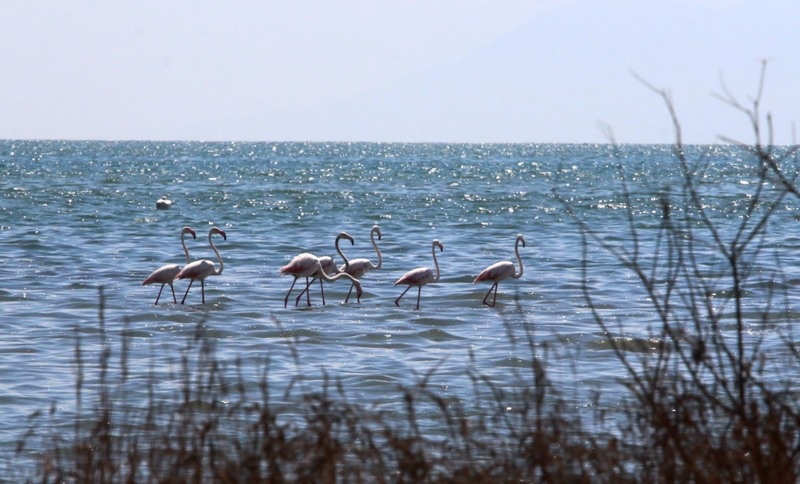 Φλαμίνγκο έκαναν την εμφάνισή τους στην Αργολίδα (photos)