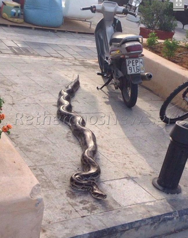 Ρέθυμνο: Μετά τον Σήφη ο… πύθωνας (pic-vid)